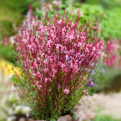 Gaura Baby Butterflies Rose