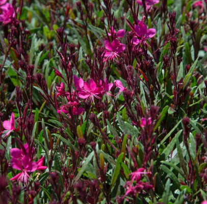 Gaura lindheimeri Belleza Dark Pink