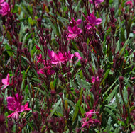 Gaura lindheimeri Belleza Dark Pink