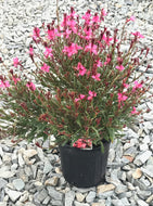 Gaura lindheimeri Belleza Pink