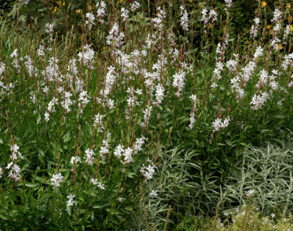 Gaura lindheimeri Belleza White