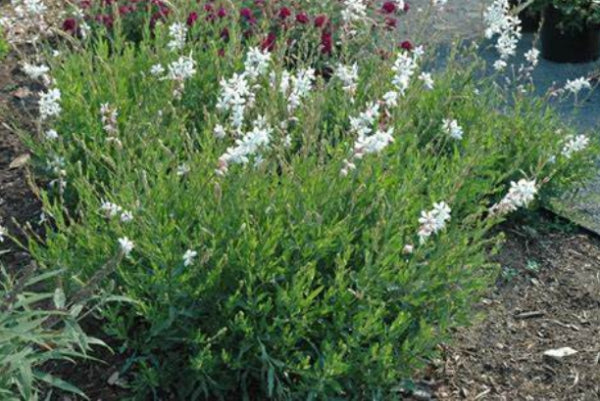Gaura lindheimeri Geyser Stratosphere White
