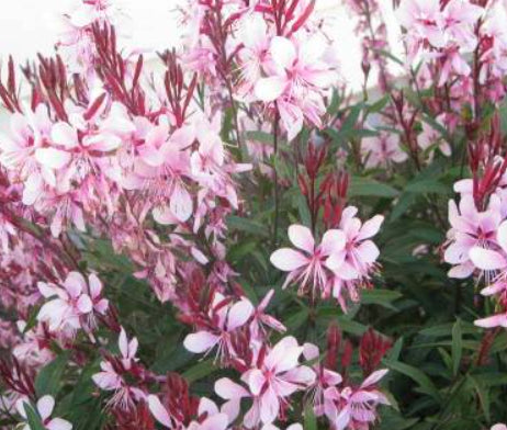 Gaura Lollipop Blush