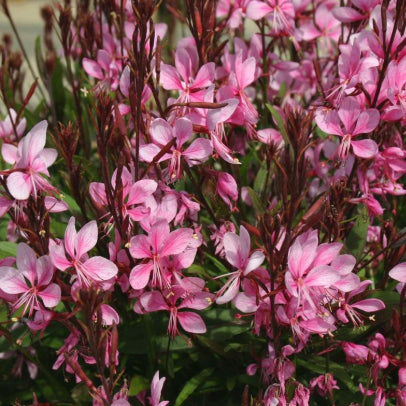 Gaura Lillipop Pink