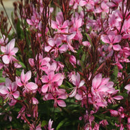 Gaura Lillipop Pink