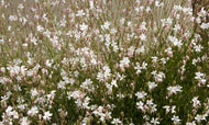Gaura Lillipop Soda Pop PBR