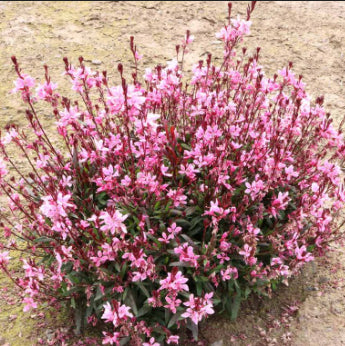 Gaura spp. Confetti Pink