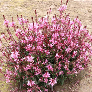 Gaura spp. Confetti Pink