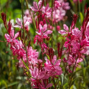 Gaura Rose