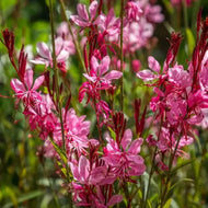 Gaura Rose