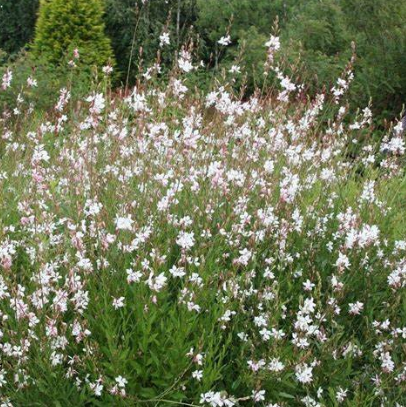 Gaura White