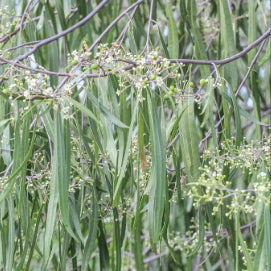Geijera parviflora Wilga