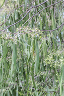 Geijera parviflora Wilga
