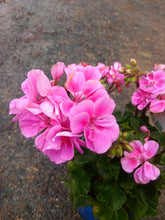 Load image into Gallery viewer, Geranium Elite Assorted
