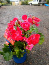 Load image into Gallery viewer, Geranium Elite Assorted
