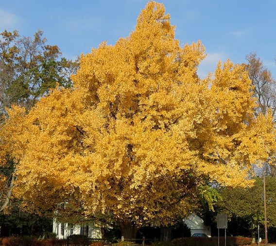 Ginkgo biloba Maidenhair Tree