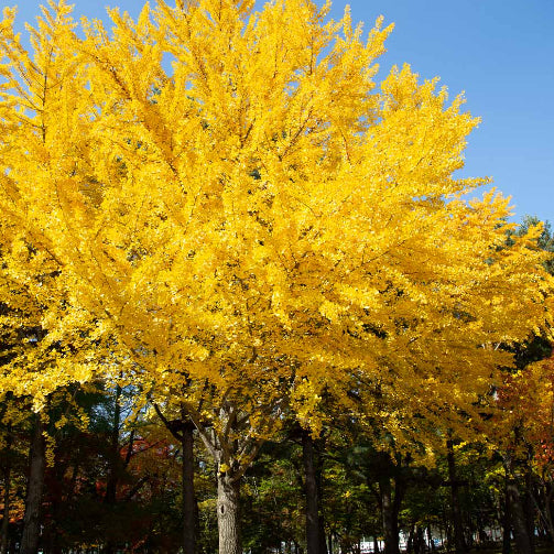 Ginkgo biloba Autumn Gold