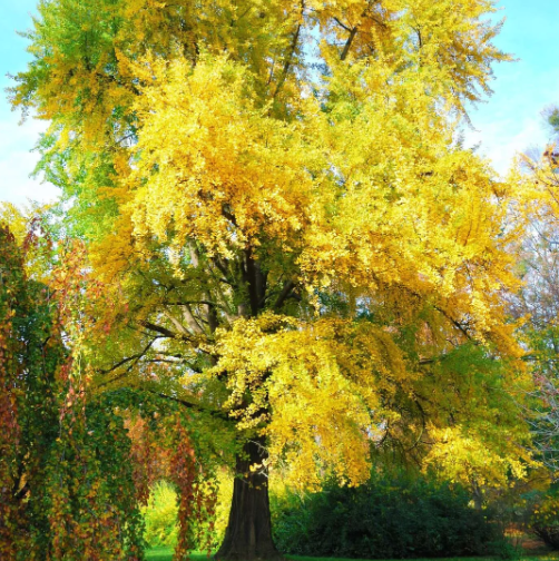 Ginkgo biloba Autumn Gold