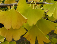 Load image into Gallery viewer, Ginkgo biloba Autumn Gold
