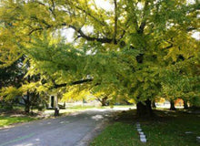 Load image into Gallery viewer, Ginkgo biloba Autumn Gold
