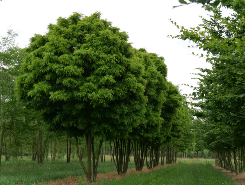 Gleditsia triacanthos var. inermis Elegantissima
