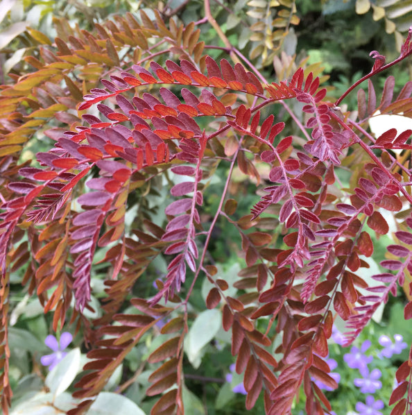 Gleditsia Ruby Lace