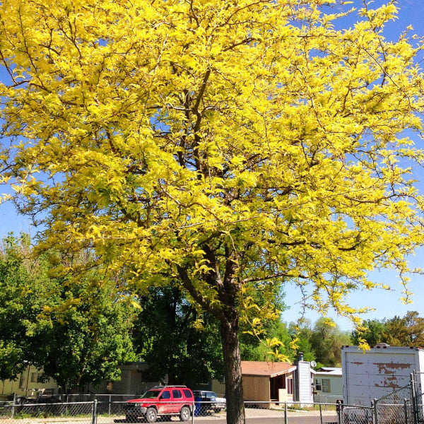 Gleditsia triacanthos var. inermis 'Sunburst'