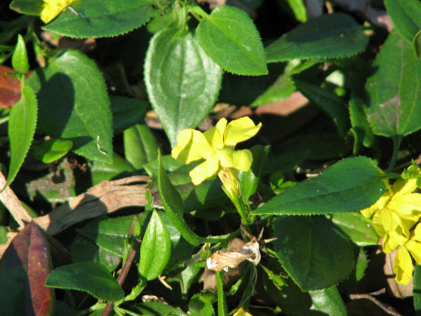 Goodenia ovata Gold Cover