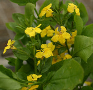 Goodenia ovata Little Goodie