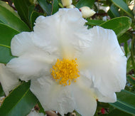 Gordonia axillaris The Fried Egg Plant