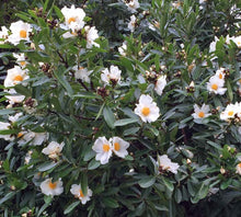Load image into Gallery viewer, Gordonia axillaris The Fried Egg Plant

