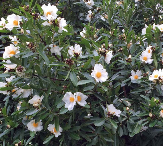 Gordonia axillaris The Fried Egg Plant
