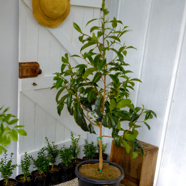 Gordonia yunnanensis