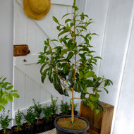 Gordonia yunnanensis