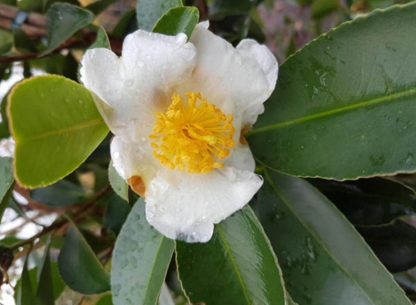 Gordonia yunnanensis