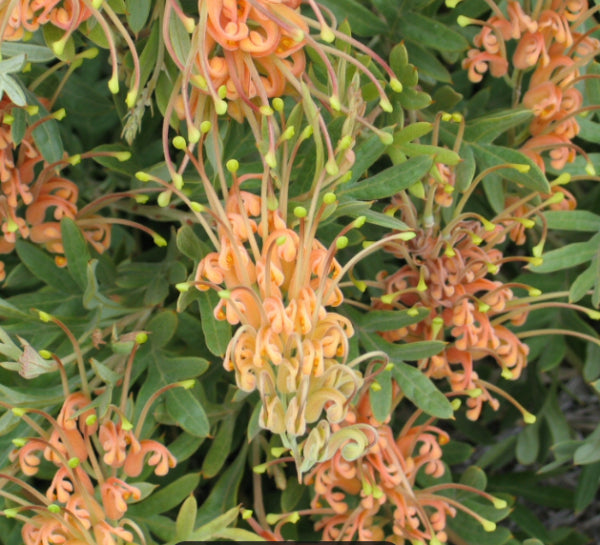 Grevillea Amber Blaze