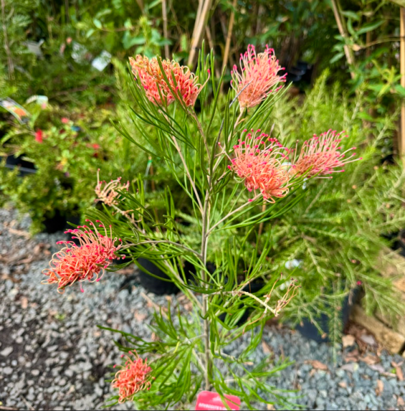 Grevillea Aphrodites Dream