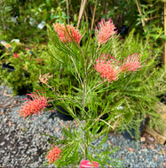 Grevillea Aphrodites Dream