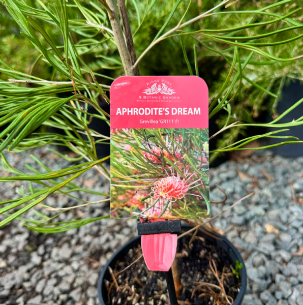 Grevillea Aphrodites Dream