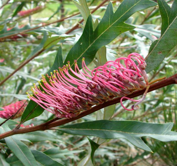 Grevillea barklyana