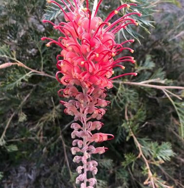 Grevillea Bigfoot