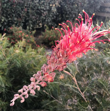 Grevillea Bigfoot