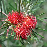 Grevillea Big Red
