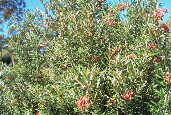 Grevillea Big Red