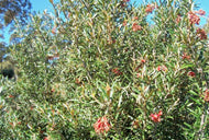 Grevillea Big Red