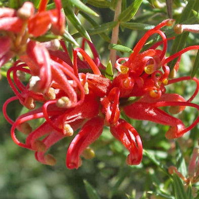 Grevillea hybrida Big Red