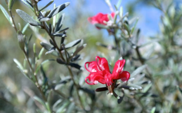 Grevillea Billy Wings