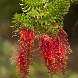 Grevillea bipinnatifida Jingle Bells Grafted