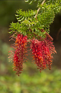 Grevillea bipinnatifida Jingle Bells Grafted