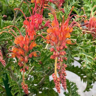 Grevillea bipinnatifida Jingle Bells Grafted
